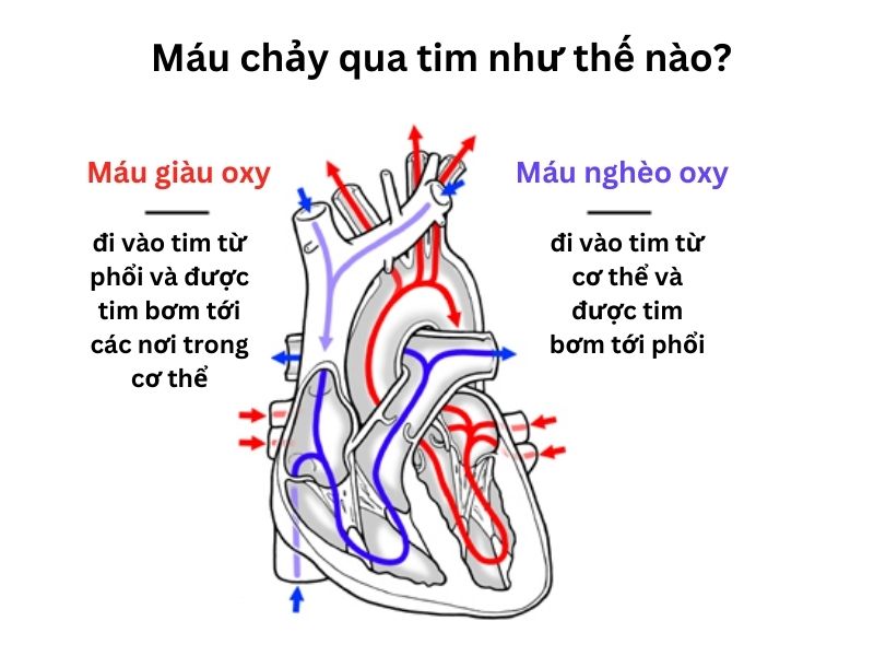 hình vẽ mô tả đường đi của máu qua tim